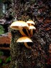 photo thumbnail #2