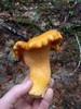 photo thumbnail #4