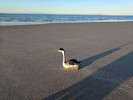 2017-11-23 :: Beach Hike Golfo Santa Clara :: Pivo