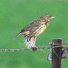 2017-11-27 :2: Cibola National Wildlife Refuge :: gummo