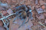 photo thumbnail #3