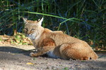 photo thumbnail #5