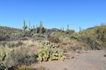 photo thumbnail #5