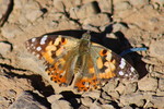 photo thumbnail #4