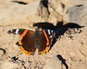 photo thumbnail #3