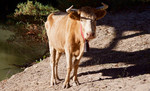 photo thumbnail #14