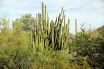 photo thumbnail #11