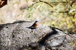photo thumbnail #6