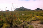 2017-04-07 :3: North Puerto Blanco Drive - Organ Pipe :: rwstorm