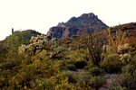 2017-04-07 :3: North Puerto Blanco Drive - Organ Pipe :: rwstorm