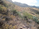 photo thumbnail #4