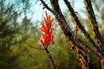 photo thumbnail #5