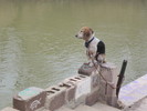 photo thumbnail #11