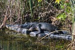 2018-01-16 :2: Along the Park Road - Everglades National Park :: gummo