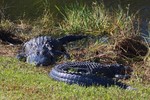 2018-01-16 :2: Along the Park Road - Everglades National Park :: gummo