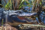 2018-01-16 :2: Along the Park Road - Everglades National Park :: gummo