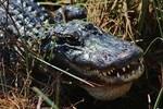 2018-01-16 :2: Along the Park Road - Everglades National Park :: gummo
