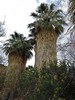 2018-01-16 :3: Mopah Palms :: azbackpackr