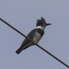 2018-01-19 :2: Ritch Grissom Memorial Wetlands :: gummo