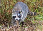 2018-01-20 :2: Merritt Island National Wildlife Refuge :: gummo