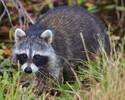 2018-01-20 :2: Merritt Island National Wildlife Refuge :: gummo