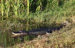 2018-01-22 :2: Ritch Grissom Memorial Wetlands :: gummo