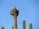photo thumbnail #11