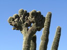photo thumbnail #4