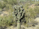 photo thumbnail #6