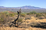 photo thumbnail #9