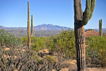 photo thumbnail #10