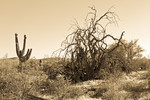 photo thumbnail #11