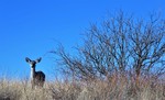 photo thumbnail #1