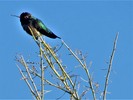 photo thumbnail #4