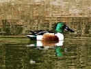 photo thumbnail #9