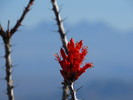 photo thumbnail #12