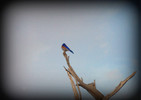 photo thumbnail #6