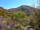 2018-03-02 :1: Cottonwood Spring Loop - Cave Creek :: kingsnake