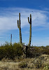photo thumbnail #12