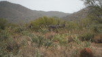photo thumbnail #12