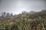 photo thumbnail #15