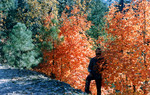 photo thumbnail #9