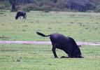 photo thumbnail #13