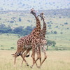 photo thumbnail #10