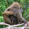 photo thumbnail #15