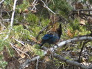 photo thumbnail #9