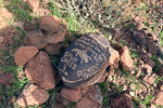 photo thumbnail #3