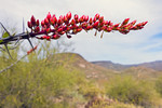 photo thumbnail #13