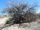 photo thumbnail #13