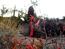 photo thumbnail #4